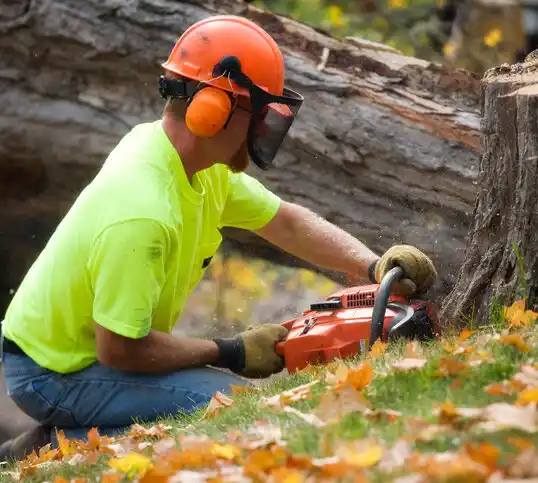 tree services Trenton